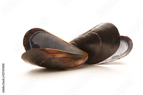 Empty sea mussels