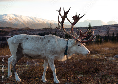 reindeer in its natural environment in scandinavia 