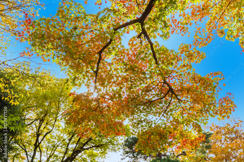 Fototapeta premium The maple and autumn leaves.The shooting location is Arisugawa Park in Minami Azabu, Minato-ku, Tokyo, Japan.