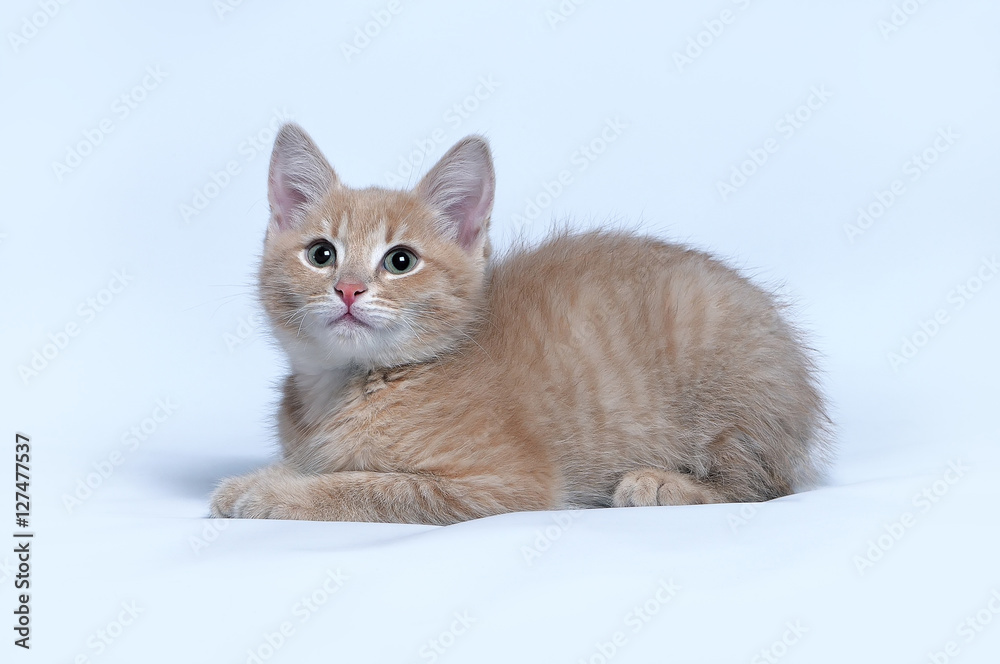 Little ginger kitten on a gray background