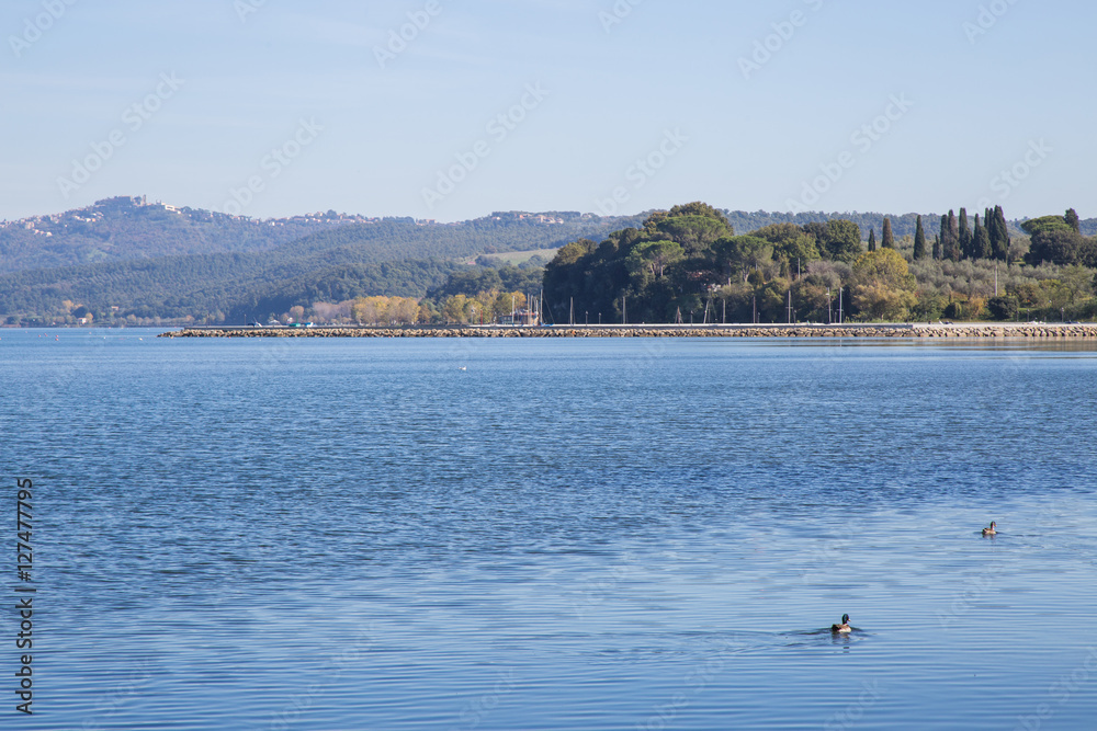 Duck in Lake Bolsena