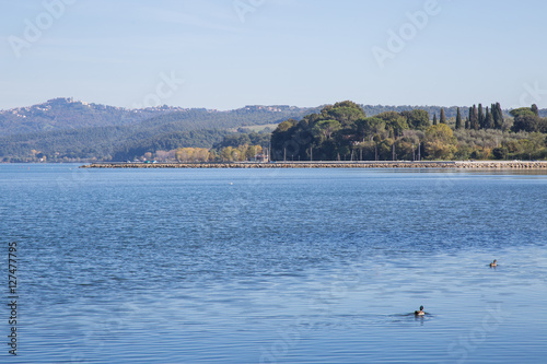 Duck in Lake Bolsena