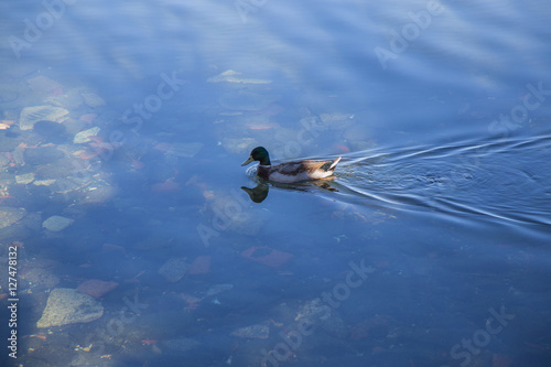 Duck in Lake Bolsena