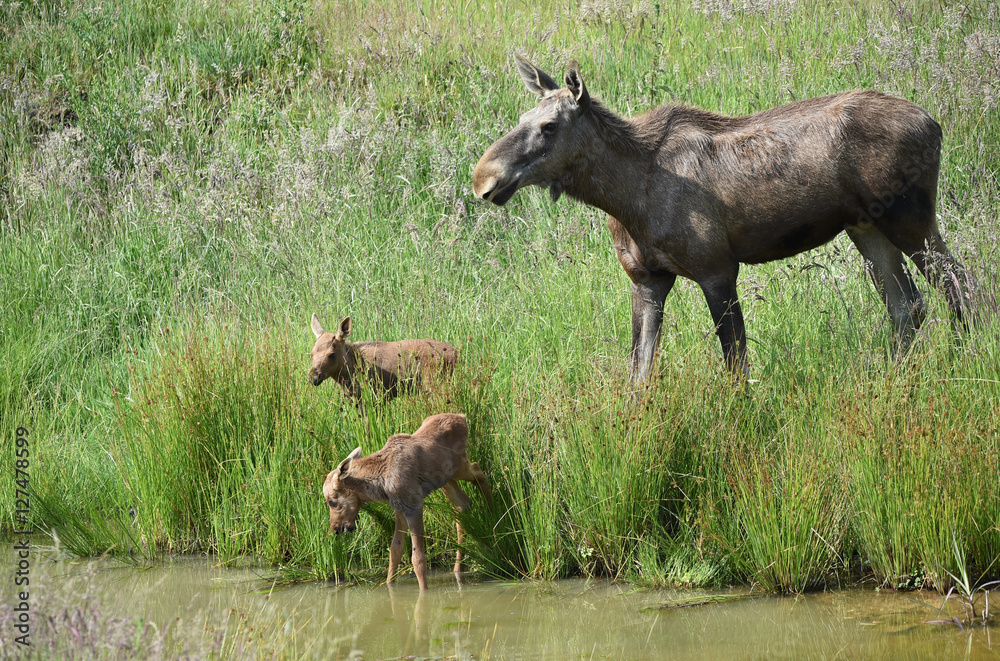 Elch Familie am Wasser Elch Familie am Wasser