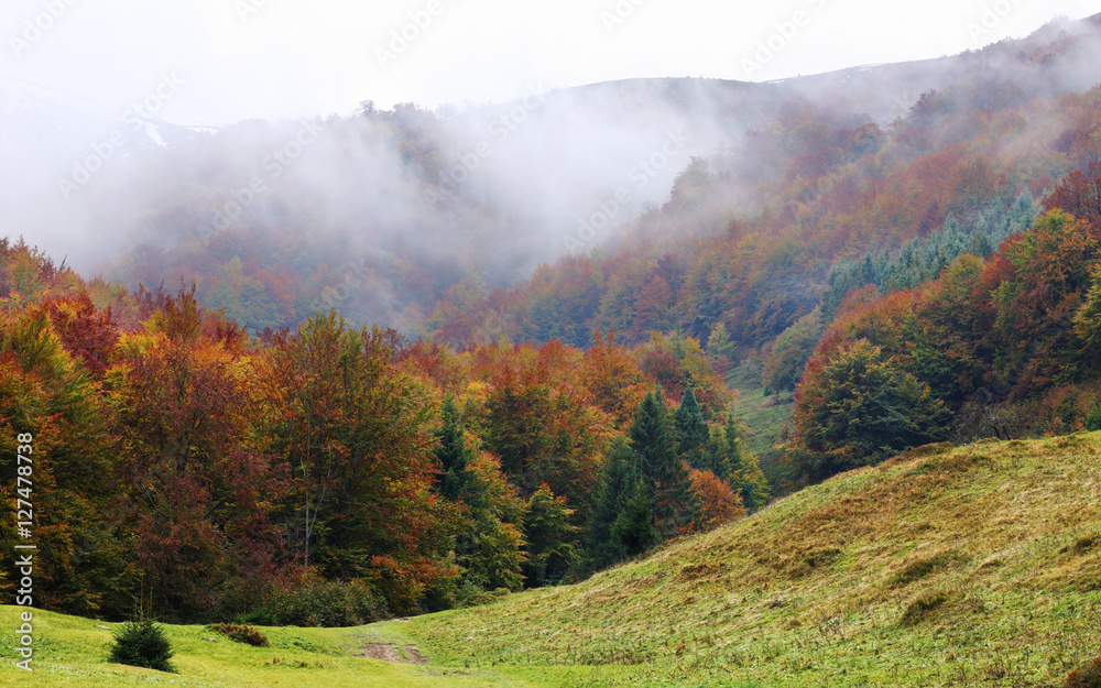 Autumn beech forest on the slopes of the Carpathians in a golden autumn. Autumn beech forest on the slopes of the Carpathians in a golden autumn.