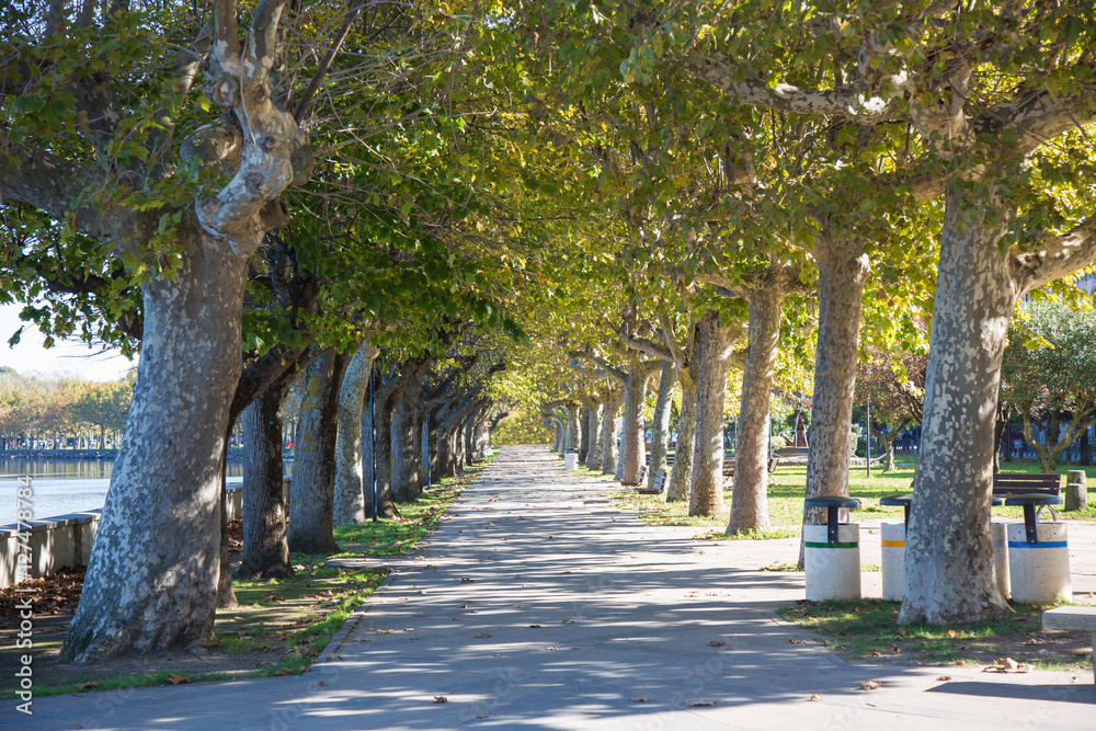 Tree-lined street on the Lake