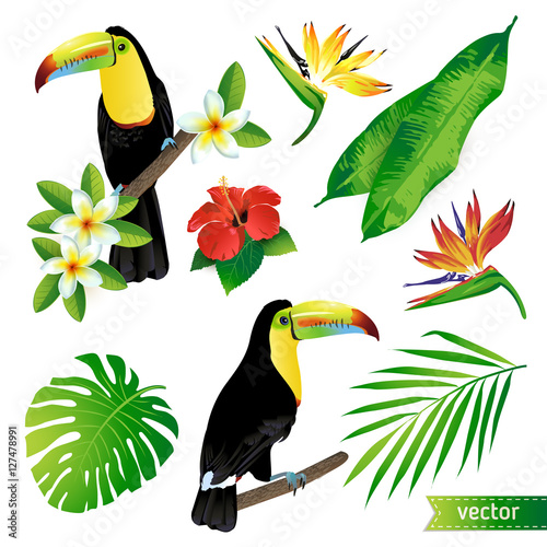 Set of tropical flowers, leaves and birds. Toucan. Vector. 