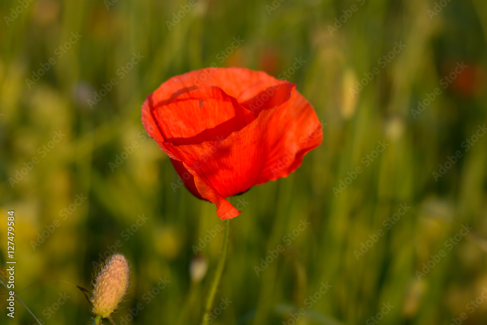 Mohnblume am blühen auf dem Fels