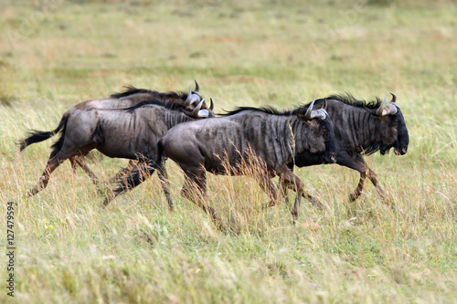 The blue wildebeest  Connochaetes taurinus   also called the common wildebeest  white-bearded wildebeest or brindled gnu