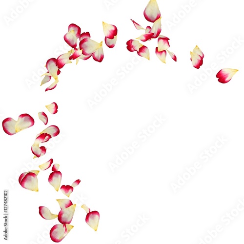 Red rose petals scattered on the floor in a semi-circle