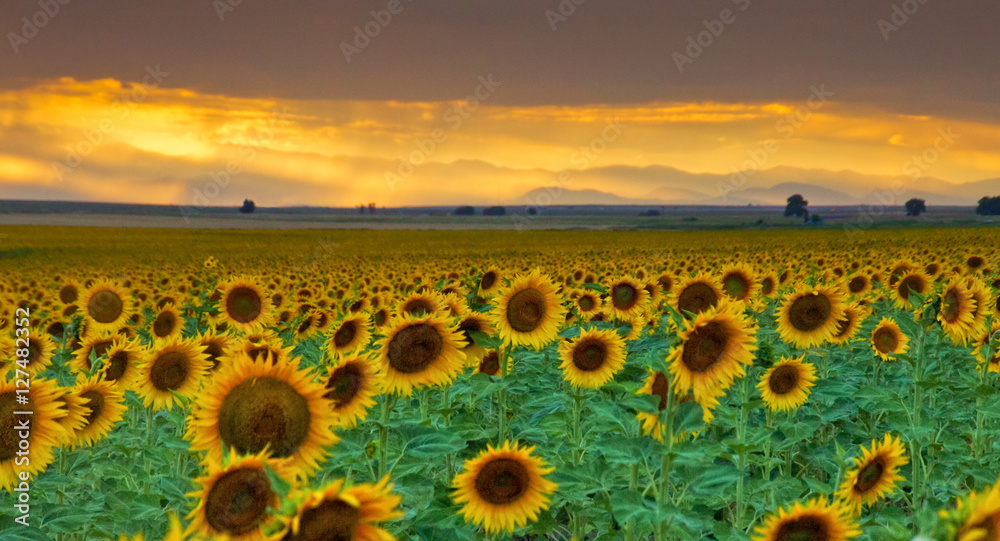 Fototapeta premium Sunbeams and Sunflowers