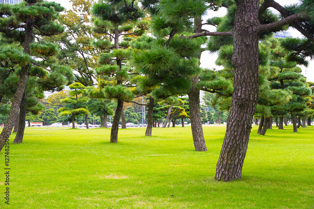 Obraz premium Pine tree in grass lawn park