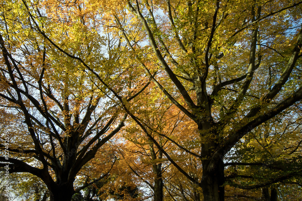 Two Autumn trees