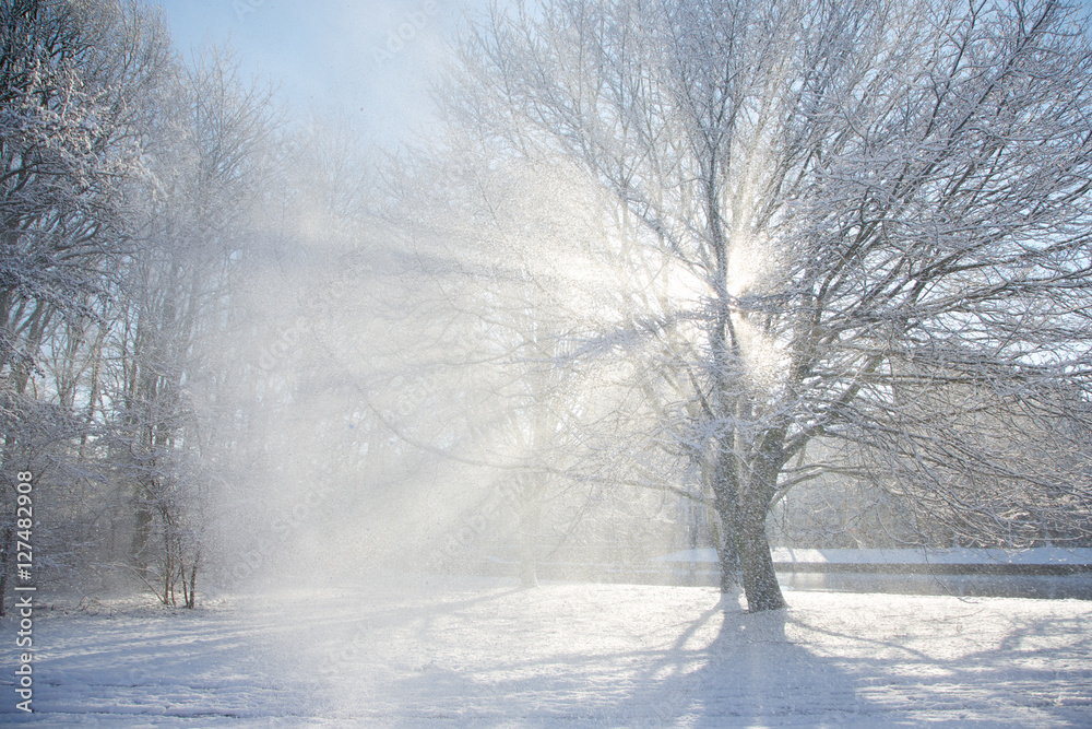 Fototapeta premium Sun flare through a snowy tree