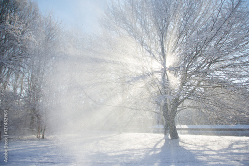 Sun flare through a snowy tree