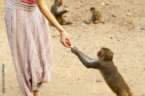 Photography Indian monkey takes food from human hands