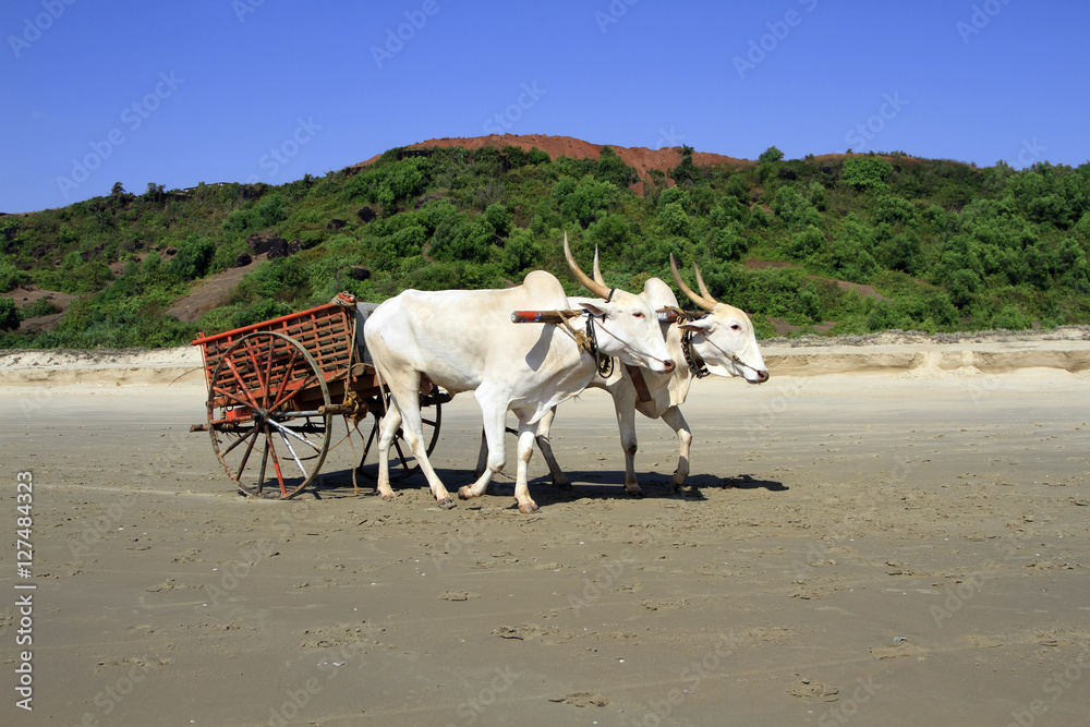 pair of white buffalo drawn to a cart going on the sandy shore