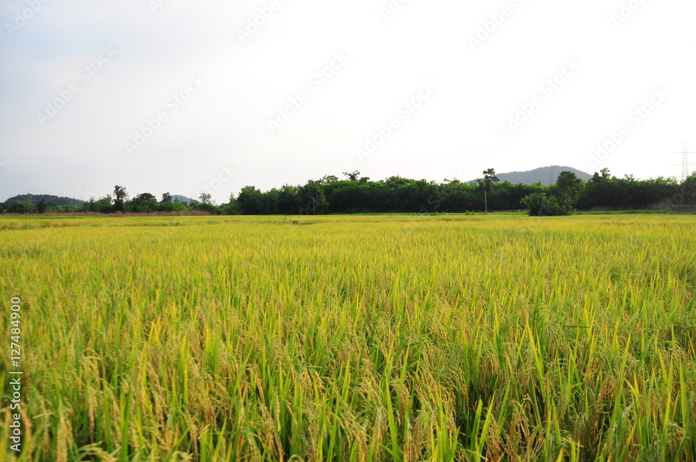 Rice field at sunlight Rice field at sunlight