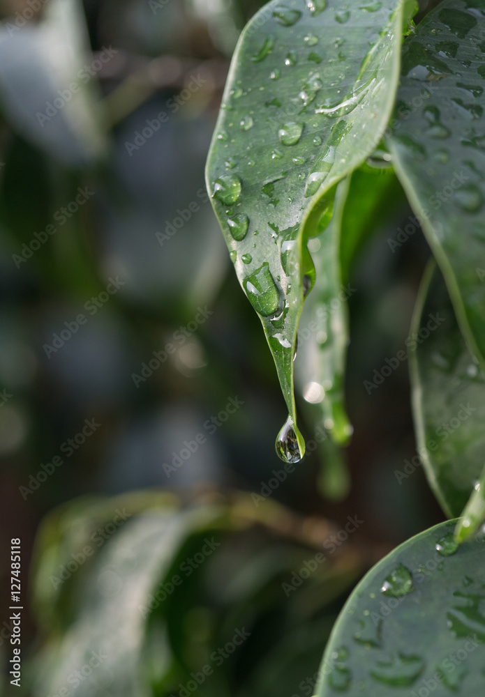 close-up raindrop falling on green leaf of Ficus benjamina raindrops in detail vertical close-up raindrop falling on green leaf of Ficus benjamina raindrops in detail vertical