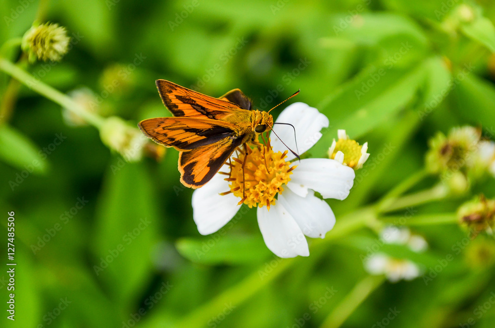 Butterfly Butterfly