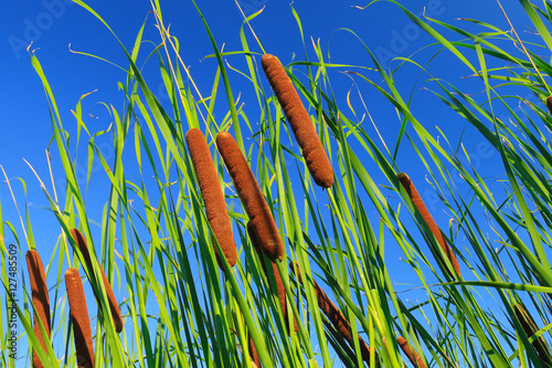 Cattails and Reeds