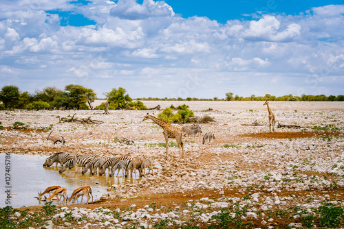 Zebras, Springböcke und Giraffen am Wasserloch, Okaukuejo, Etoscha Nationalpark, Namibia