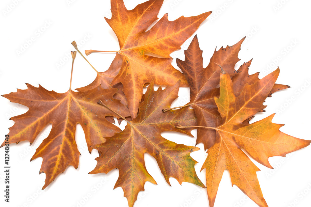 Fototapeta premium autumn maple leaf on a white background