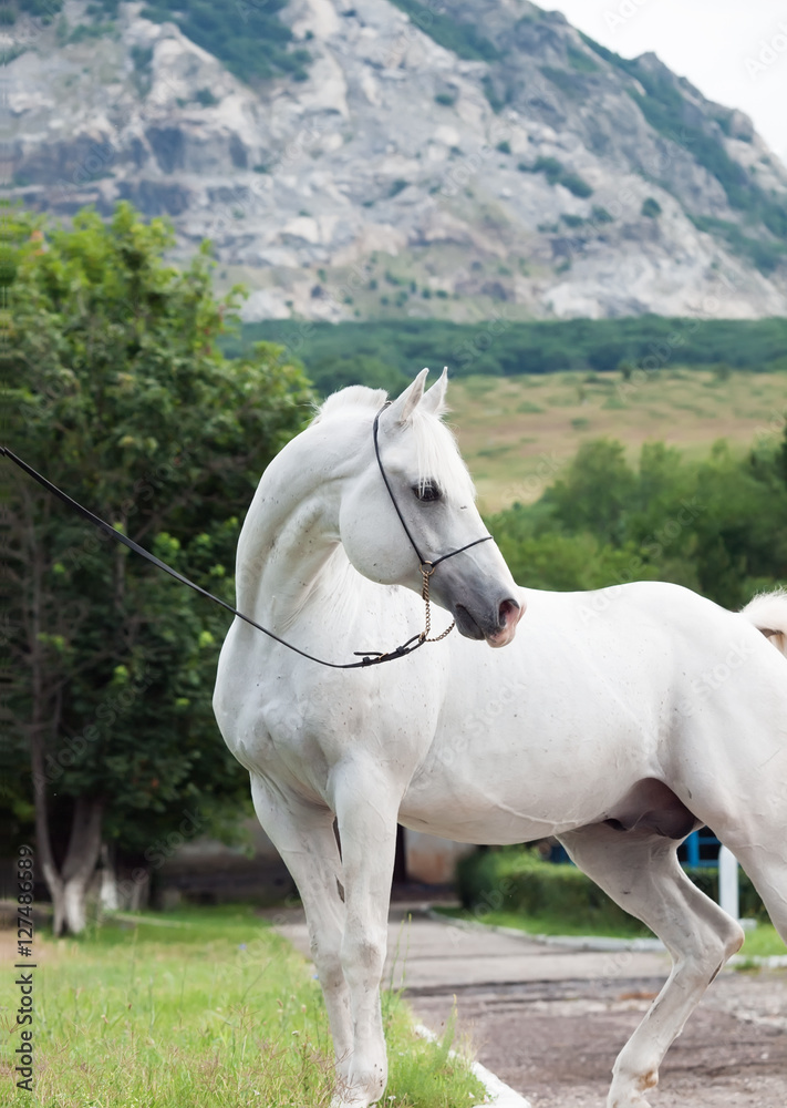 portrait of white arabian stallion at mountain background portrait of white arabian stallion at mountain background