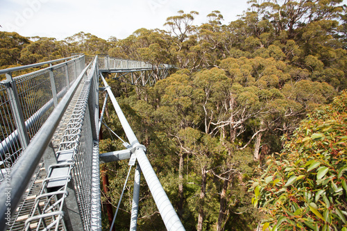 Treetop walking bridge