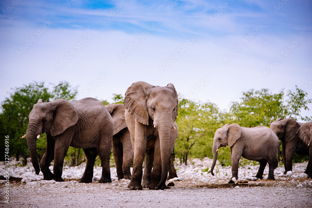 Gruppe Elefanten, Etoscha Nationalpark, Namibia