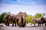 Gruppe Elefanten, Etoscha Nationalpark, Namibia
