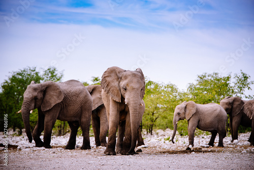 Gruppe Elefanten  Etoscha Nationalpark  Namibia