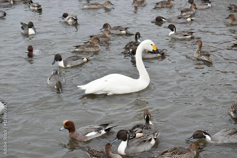 白鳥と鴨 白鳥と鴨