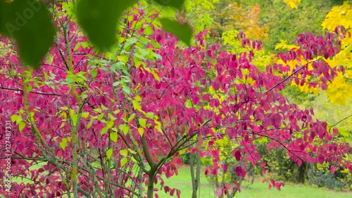 Autumn. Autumn leaves. Autumn trees