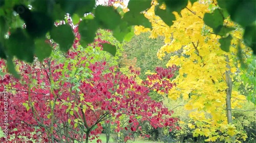 Autumn. Autumn leaves. Autumn trees