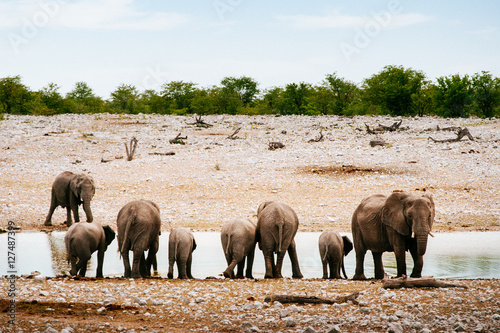 Elefanten am Wasserloch, Etoscha Nationalpark, Namibia