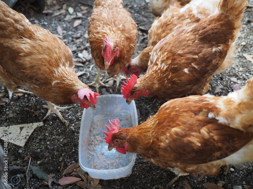 galline che mangiano nel cortile