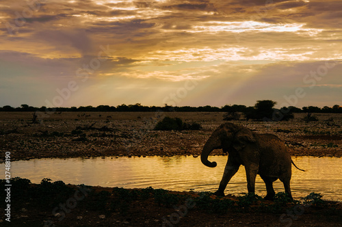 Elefant am Wasserloch bei Sonnenuntergang, Etoscha Nationalpark, Namibia