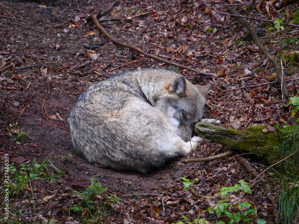 Fototapeta premium schlafender Europäischer Grauwolf / Canis Lupus