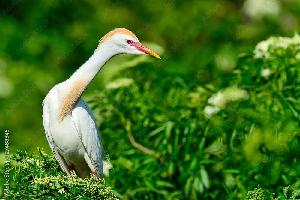 Fototapeta premium Cattle egret