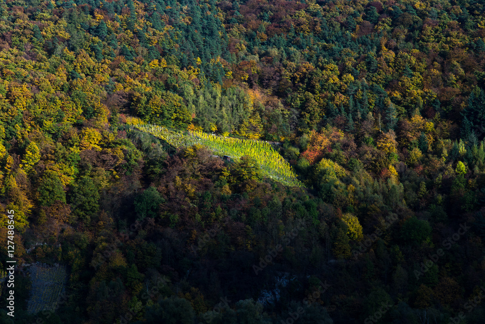 Herbstwald, Rotweinwanderweg, Ahrtal