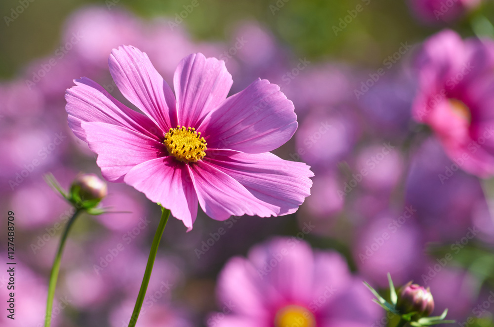Beautiful autumn flower Beautiful autumn flower
