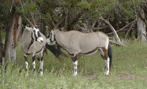 Gemsbok Antelope pair standing at a treeline