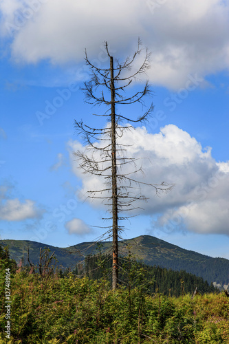 Effect of environmental pollution - a dead tree. Tatra Mountains, Poland. © Nightman1965
