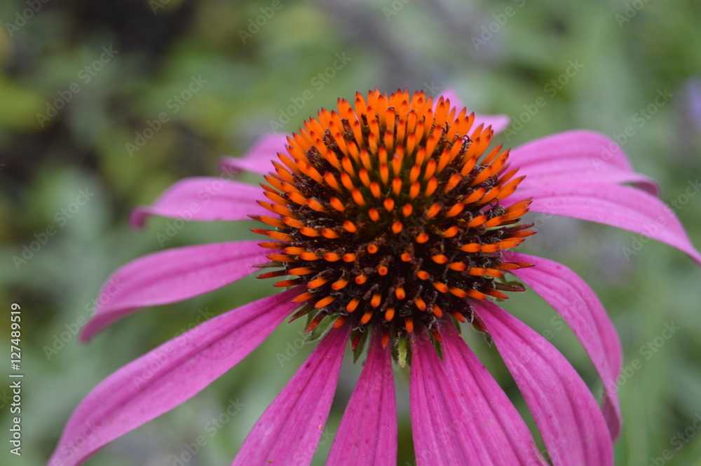 fleur fleur