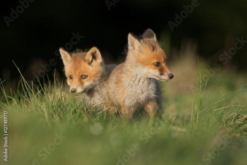 red fox © grus444