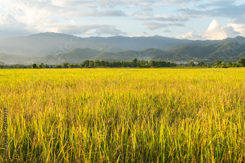 golden rice field with the blue sky, beautiful rice field with mountain in Thailand