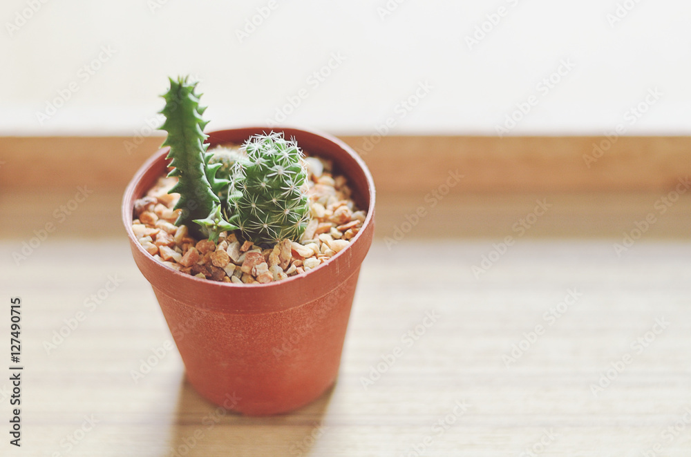 Small Cactus In Brown Pot Of Relaxing Corner