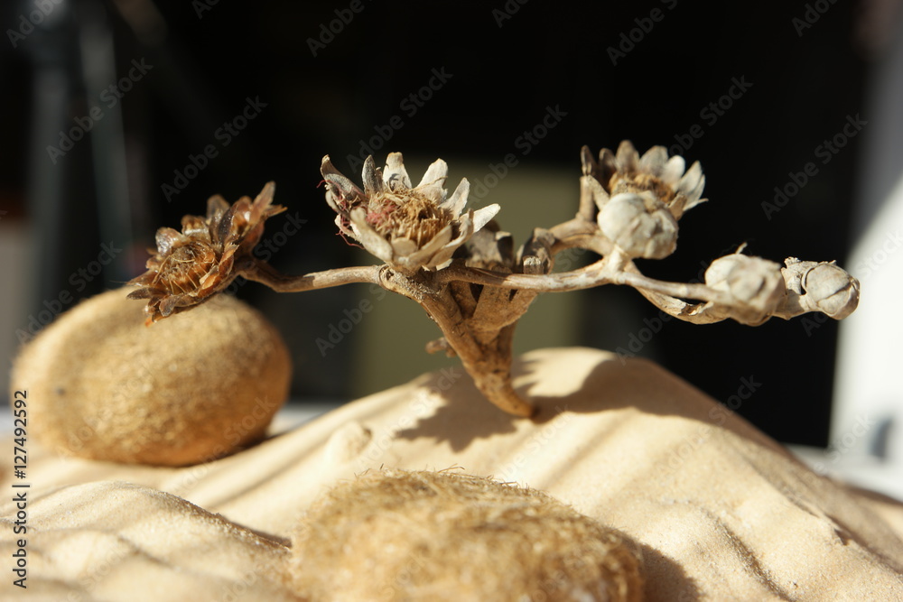 dry flower of the desert sugar is dissolved by water drops dry flower of the desert sugar is dissolved by water drops