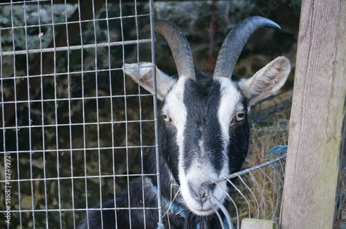 Goat in the fence.